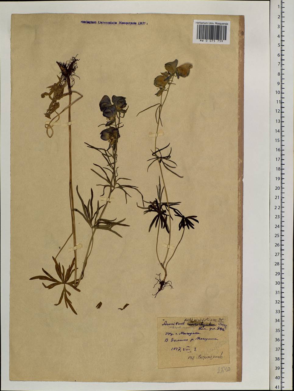 Aconitum delphinifolium, Siberia, Chukotka & Kamchatka (S7) (Russia)