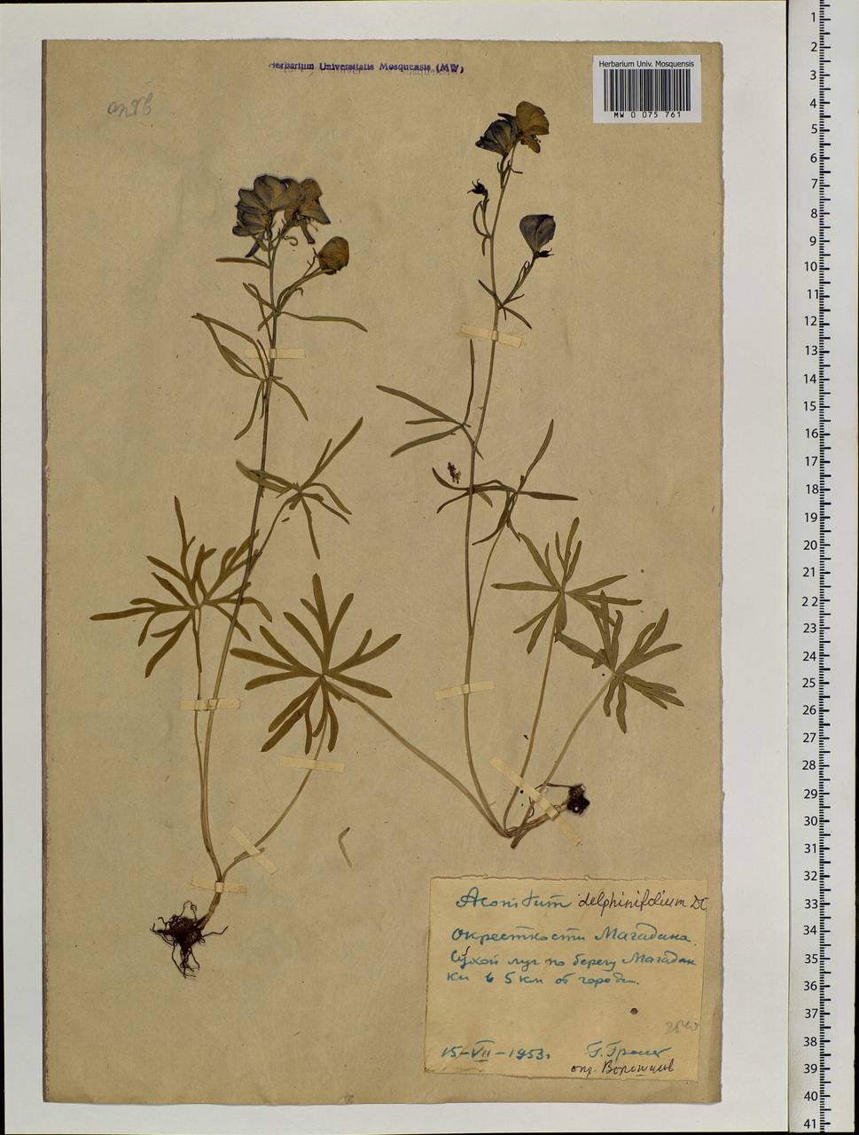 Aconitum delphinifolium DC., Siberia, Chukotka & Kamchatka (S7) (Russia)