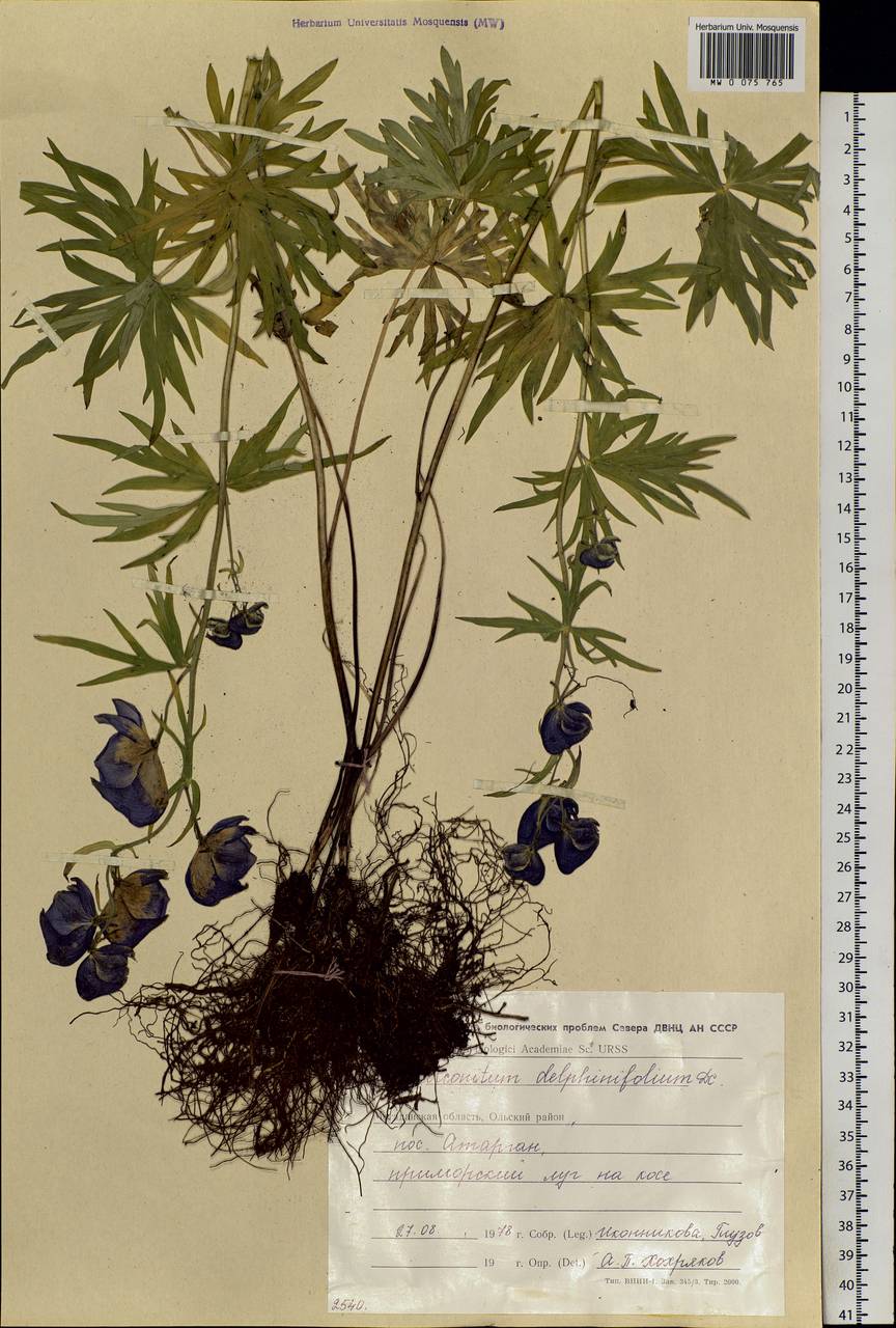 Aconitum delphinifolium, Siberia, Chukotka & Kamchatka (S7) (Russia)