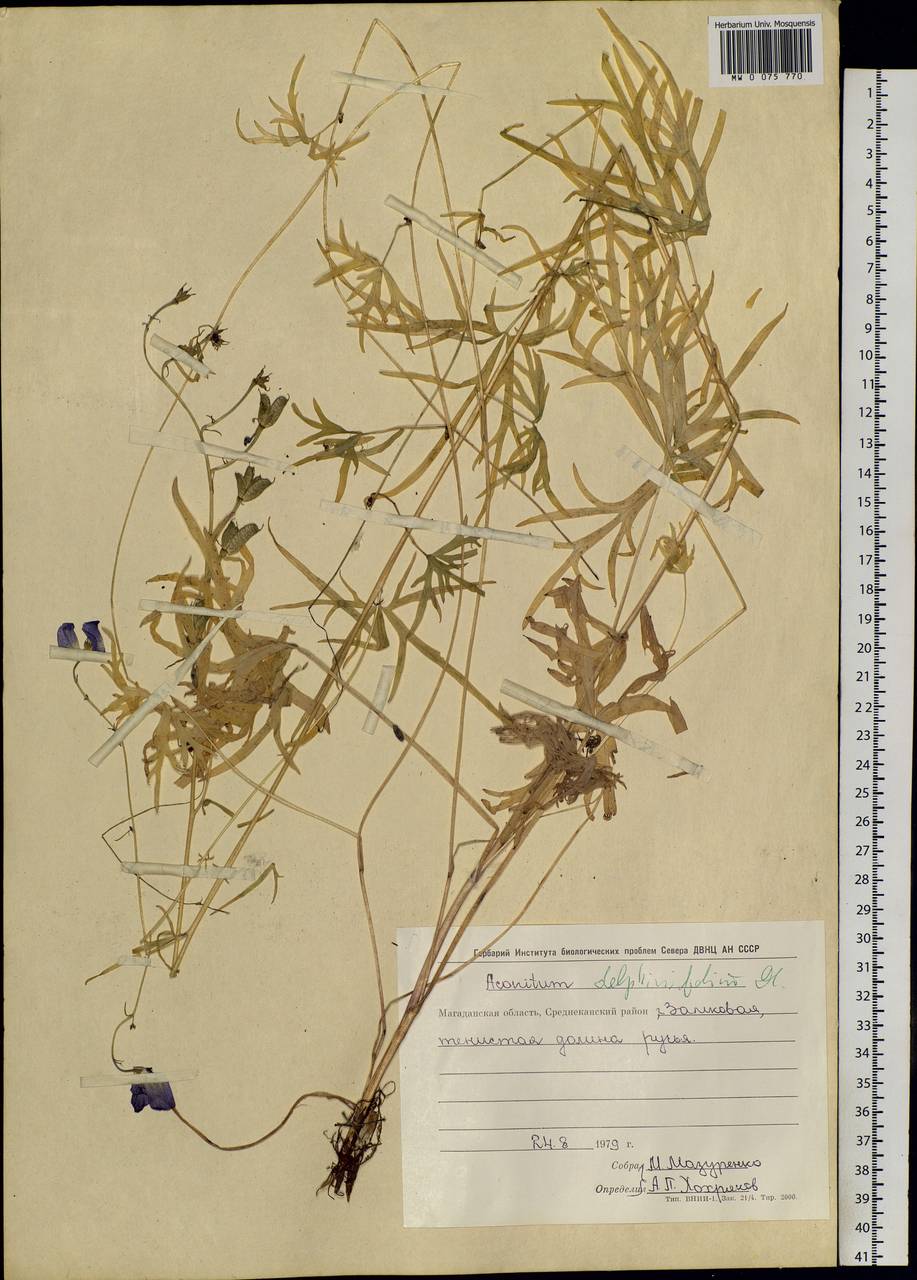 Aconitum delphinifolium, Siberia, Chukotka & Kamchatka (S7) (Russia)