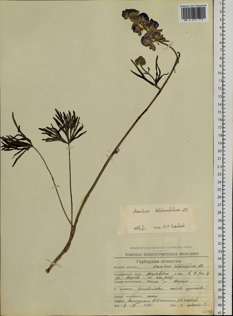 Aconitum delphinifolium DC., Siberia, Chukotka & Kamchatka (S7) (Russia)