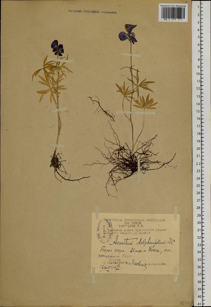 Aconitum delphinifolium DC., Siberia, Chukotka & Kamchatka (S7) (Russia)