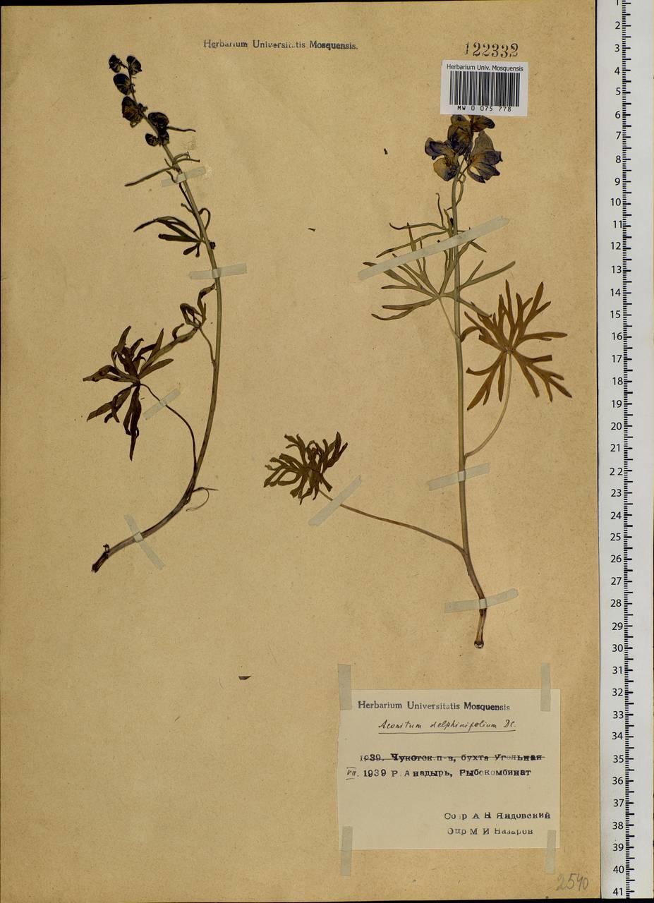 Aconitum delphinifolium, Siberia, Chukotka & Kamchatka (S7) (Russia)