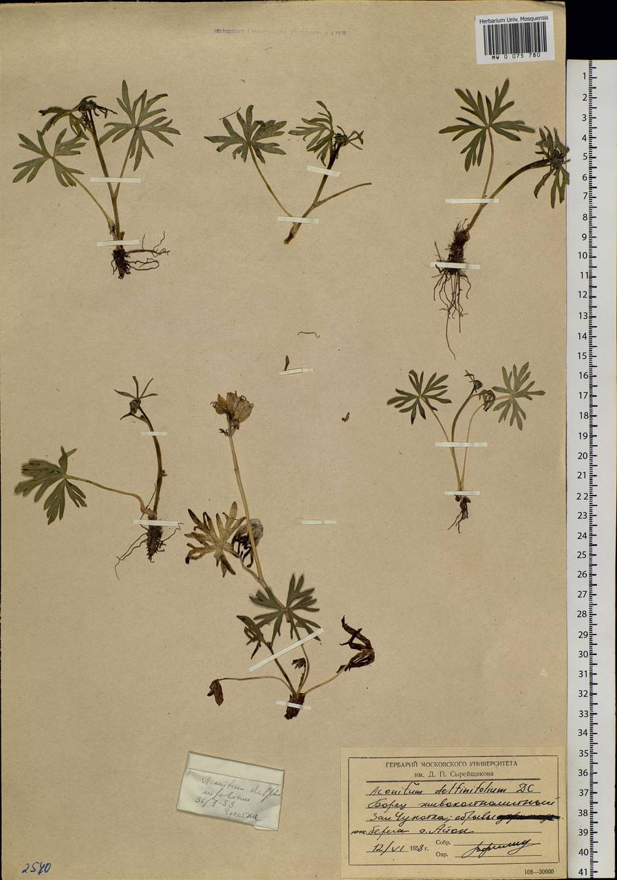 Aconitum delphinifolium DC., Siberia, Chukotka & Kamchatka (S7) (Russia)