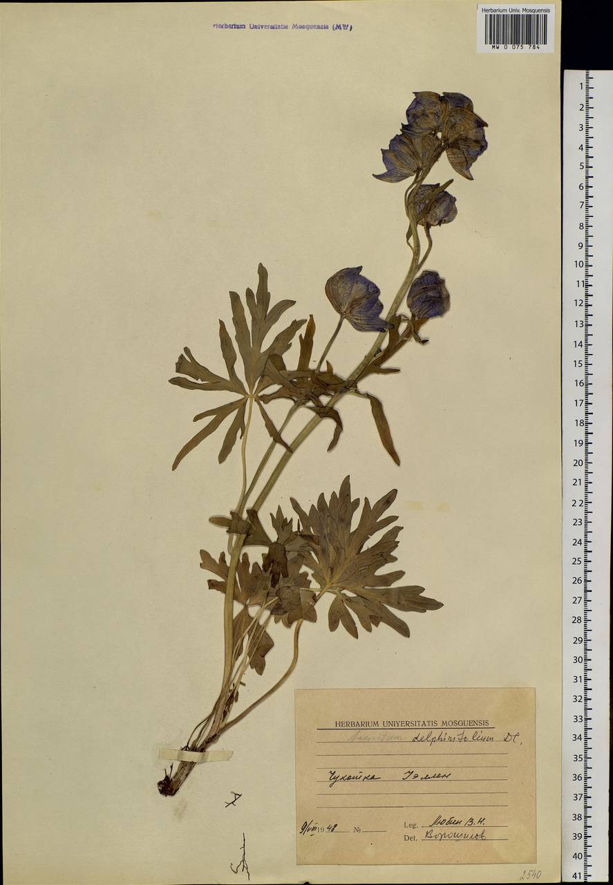 Aconitum delphinifolium, Siberia, Chukotka & Kamchatka (S7) (Russia)