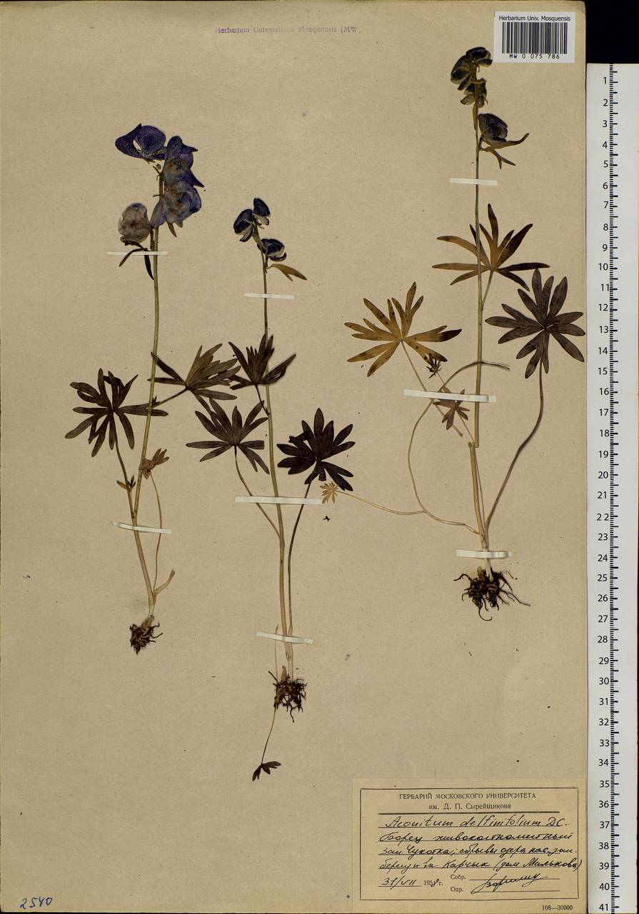 Aconitum delphinifolium DC., Siberia, Chukotka & Kamchatka (S7) (Russia)