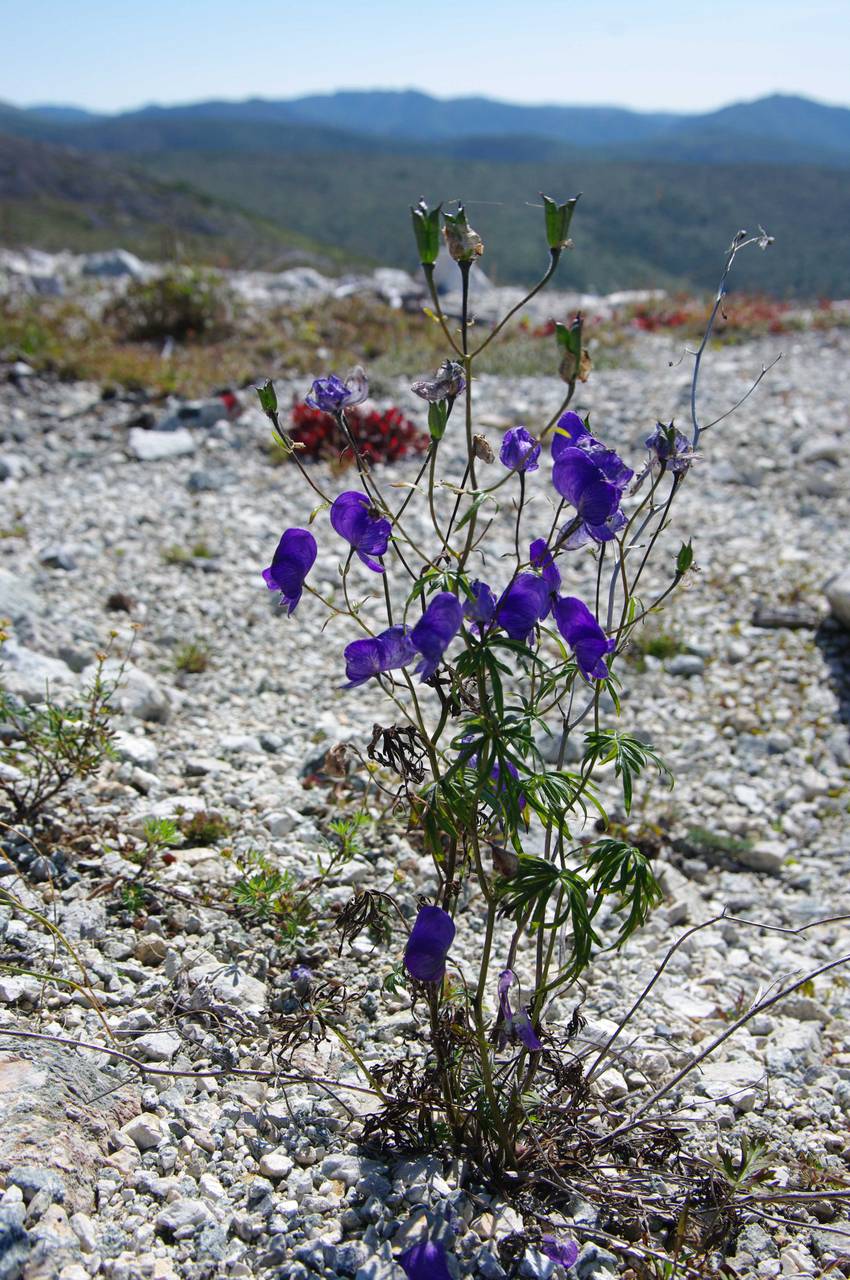 Aconitum delphinifolium DC., Siberia, Russian Far East (S6) (Russia)