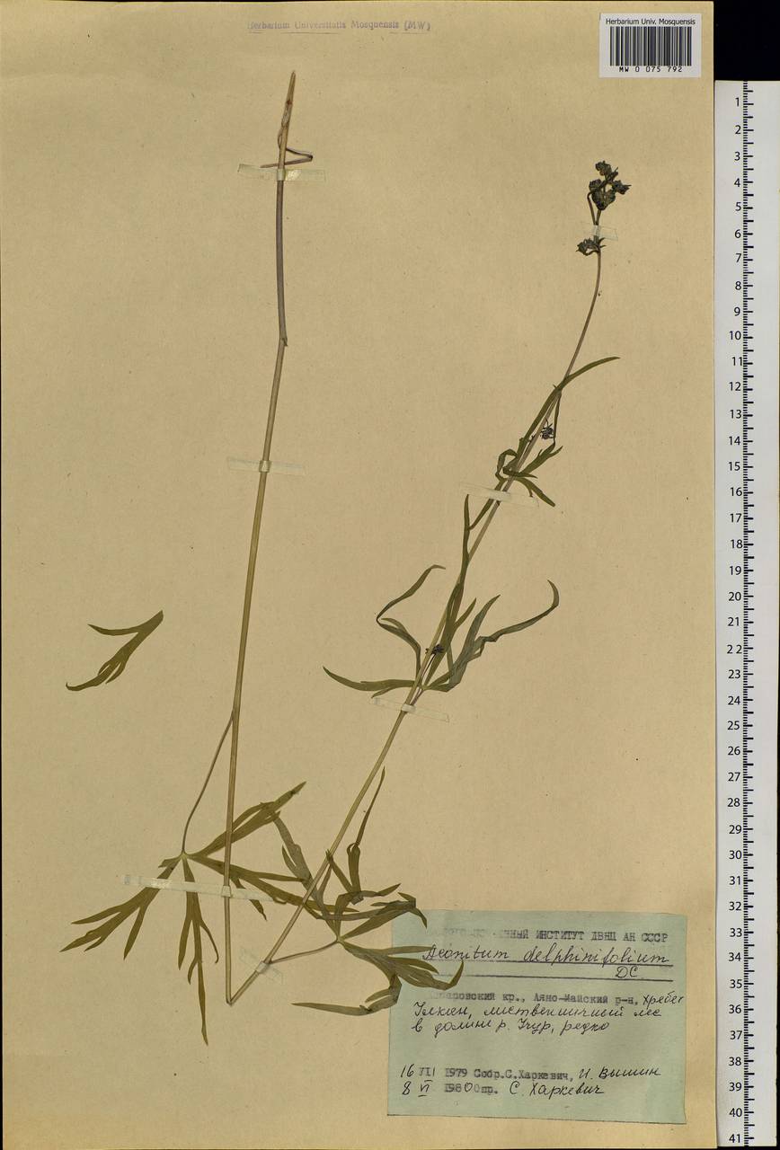 Aconitum delphinifolium DC., Siberia, Russian Far East (S6) (Russia)