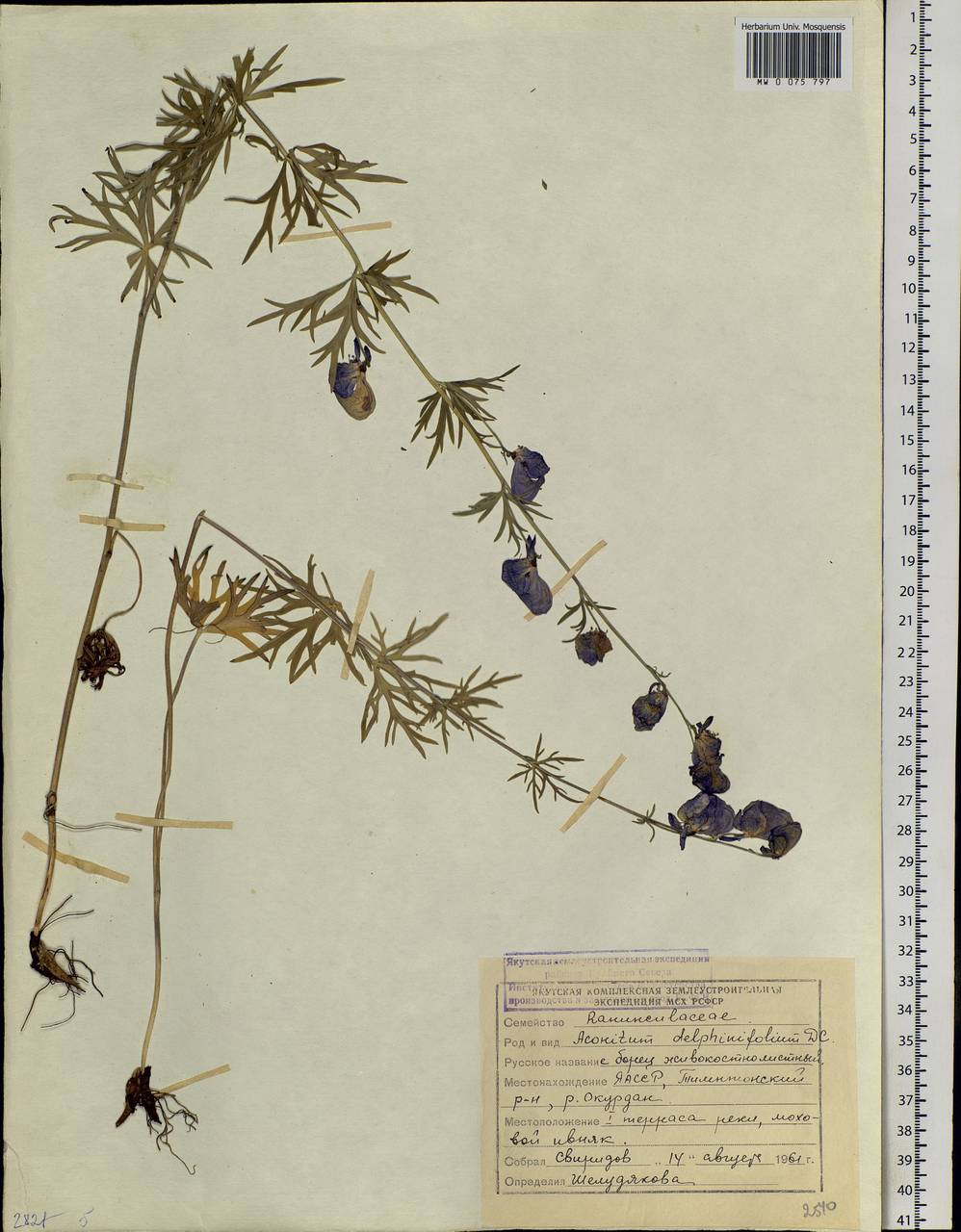 Aconitum delphinifolium DC., Siberia, Yakutia (S5) (Russia)