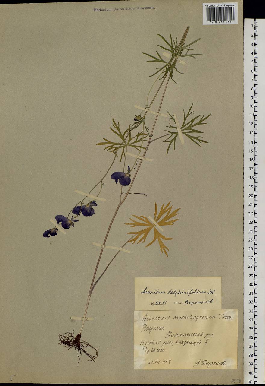 Aconitum delphinifolium DC., Siberia, Yakutia (S5) (Russia)