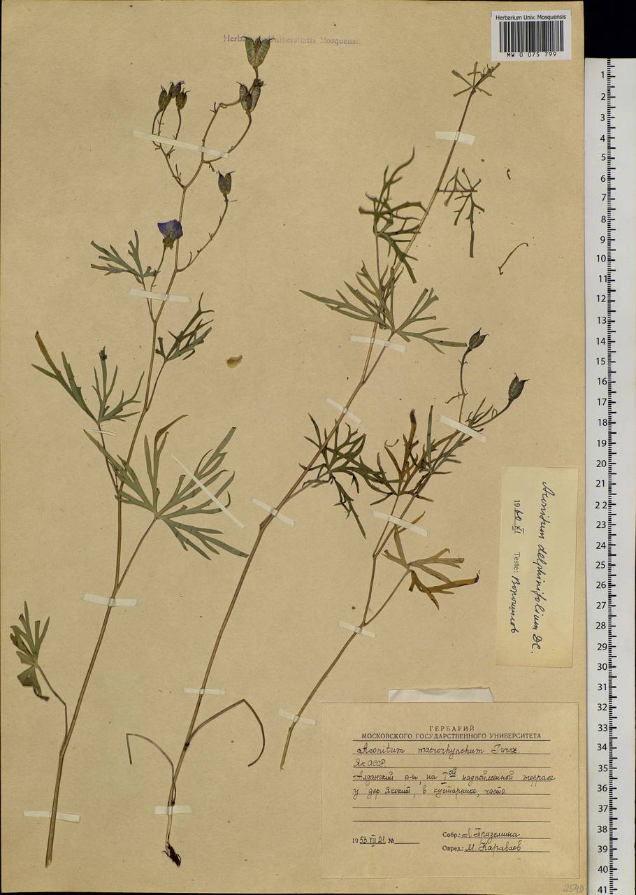 Aconitum delphinifolium DC., Siberia, Yakutia (S5) (Russia)