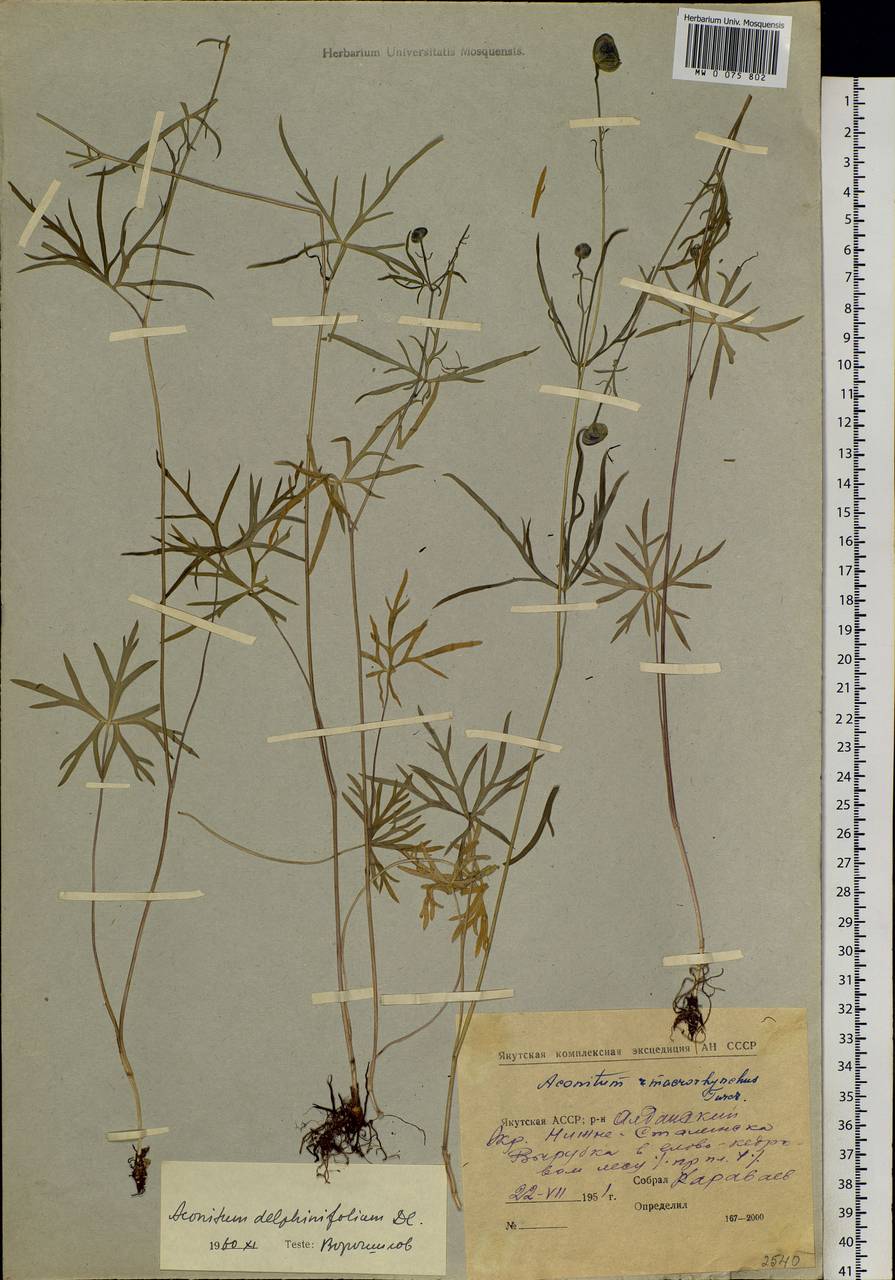 Aconitum delphinifolium, Siberia, Yakutia (S5) (Russia)