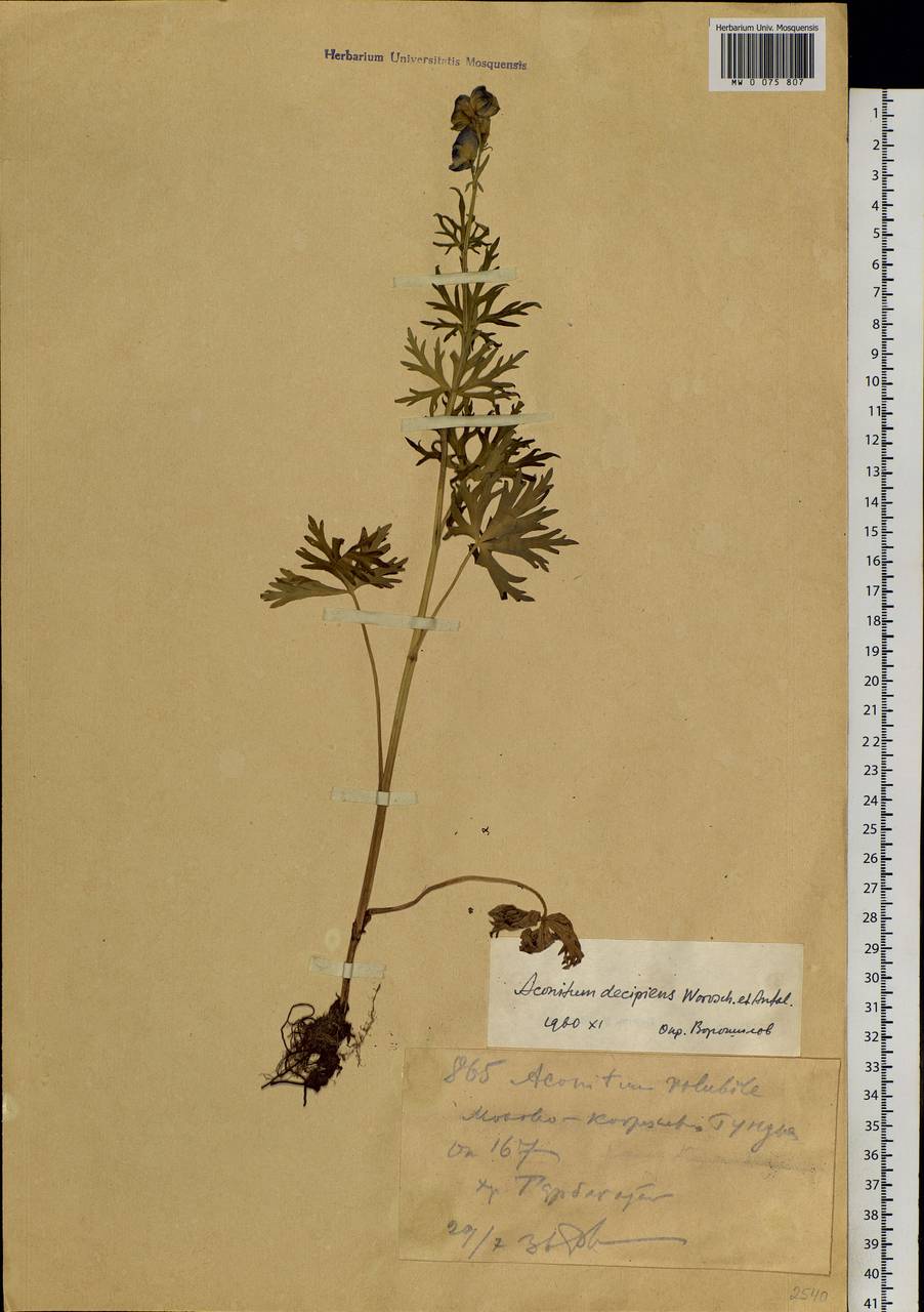 Aconitum decipiens Vorosch. & Anfalov, Middle Asia, Dzungarian Alatau & Tarbagatai (M5) (Kazakhstan)