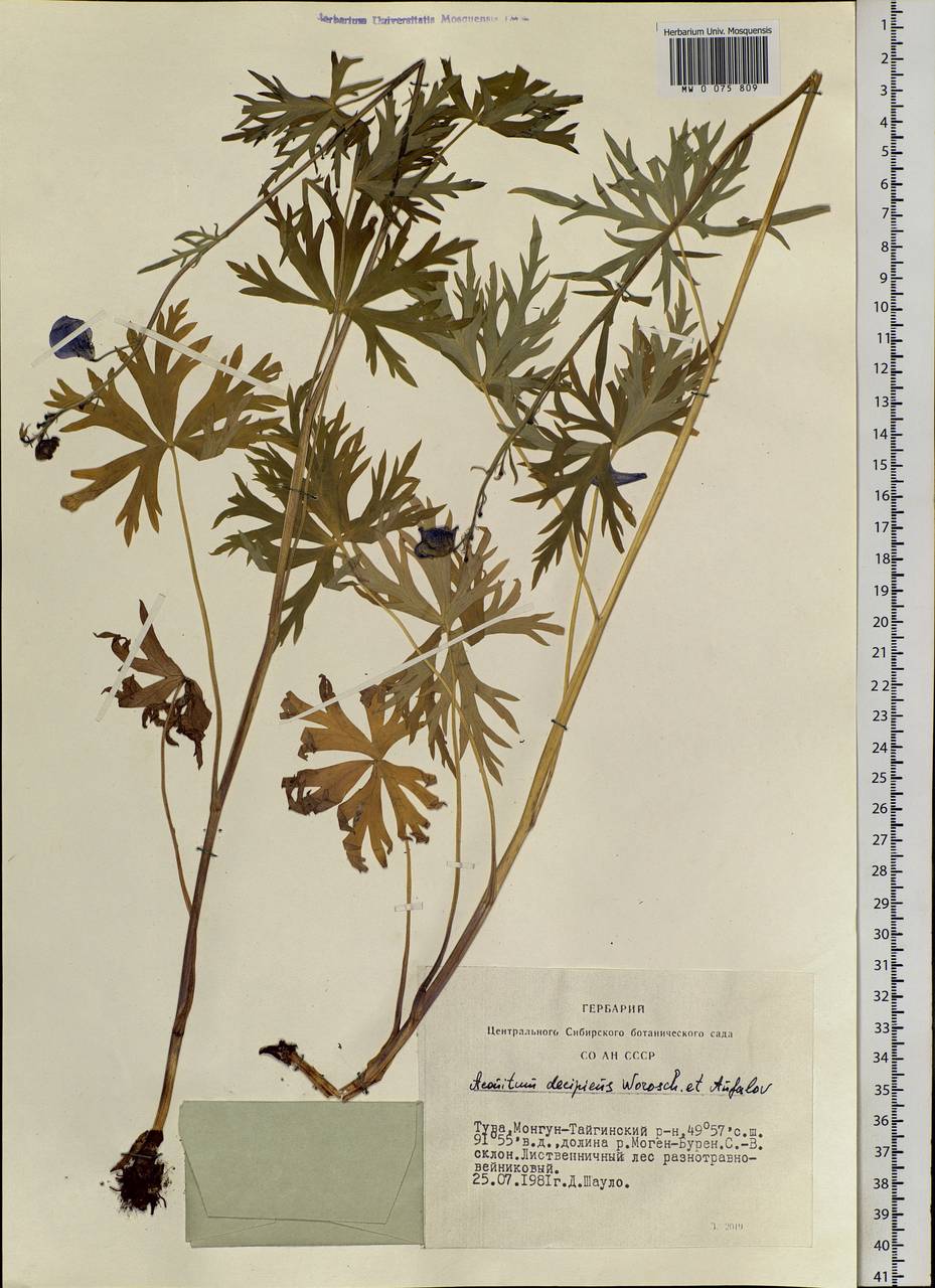 Aconitum decipiens Vorosch. & Anfalov, Siberia, Altai & Sayany Mountains (S2) (Russia)