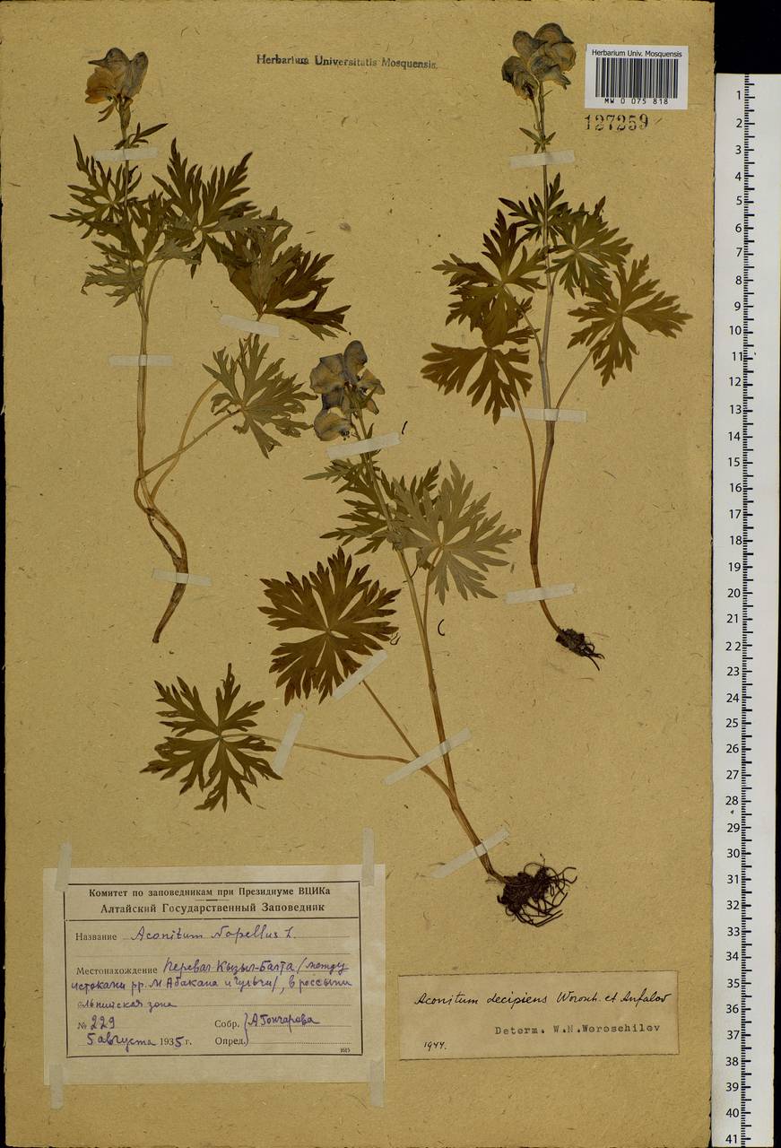 Aconitum decipiens Vorosch. & Anfalov, Siberia, Altai & Sayany Mountains (S2) (Russia)