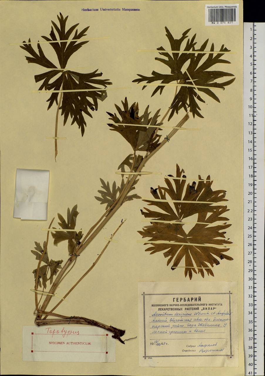 Aconitum decipiens Vorosch. & Anfalov, Siberia, Altai & Sayany Mountains (S2) (Russia)