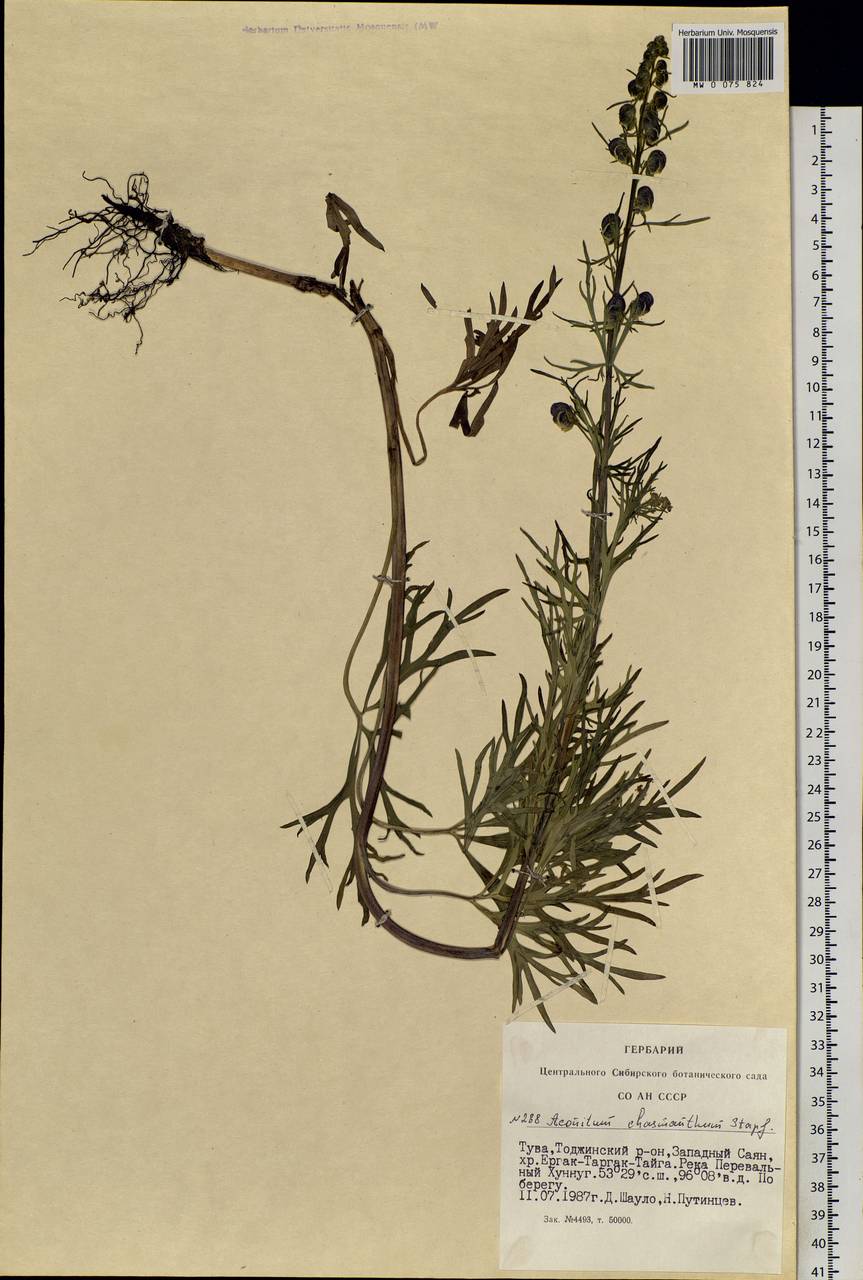 Aconitum chasmanthum Stapf ex Holmes, Siberia, Altai & Sayany Mountains (S2) (Russia)