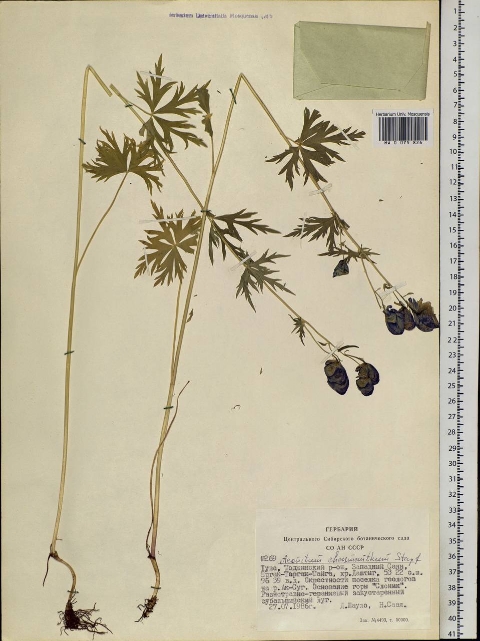 Aconitum chasmanthum Stapf ex Holmes, Siberia, Altai & Sayany Mountains (S2) (Russia)