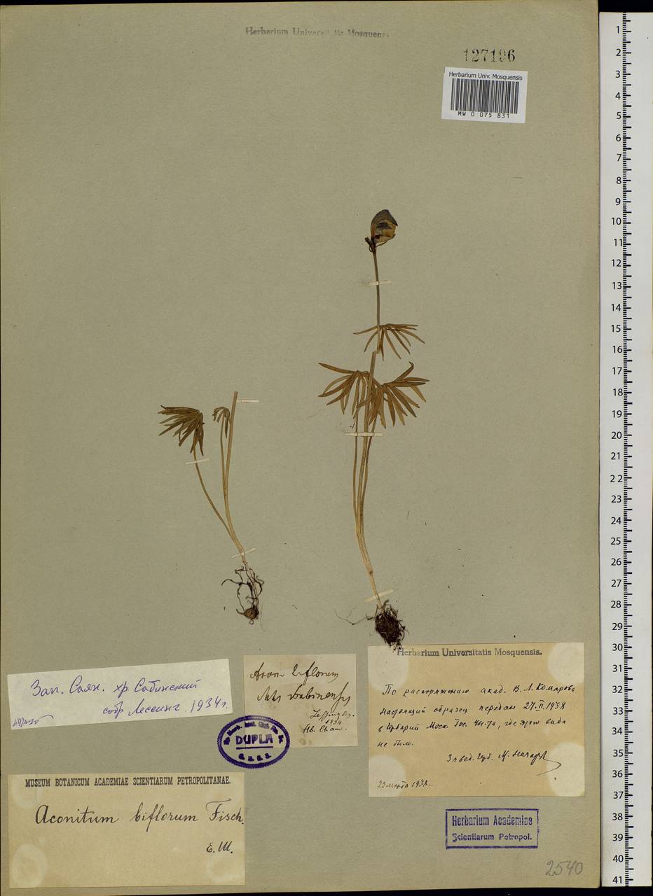 Aconitum biflorum Fisch. ex DC., Siberia, Altai & Sayany Mountains (S2) (Russia)