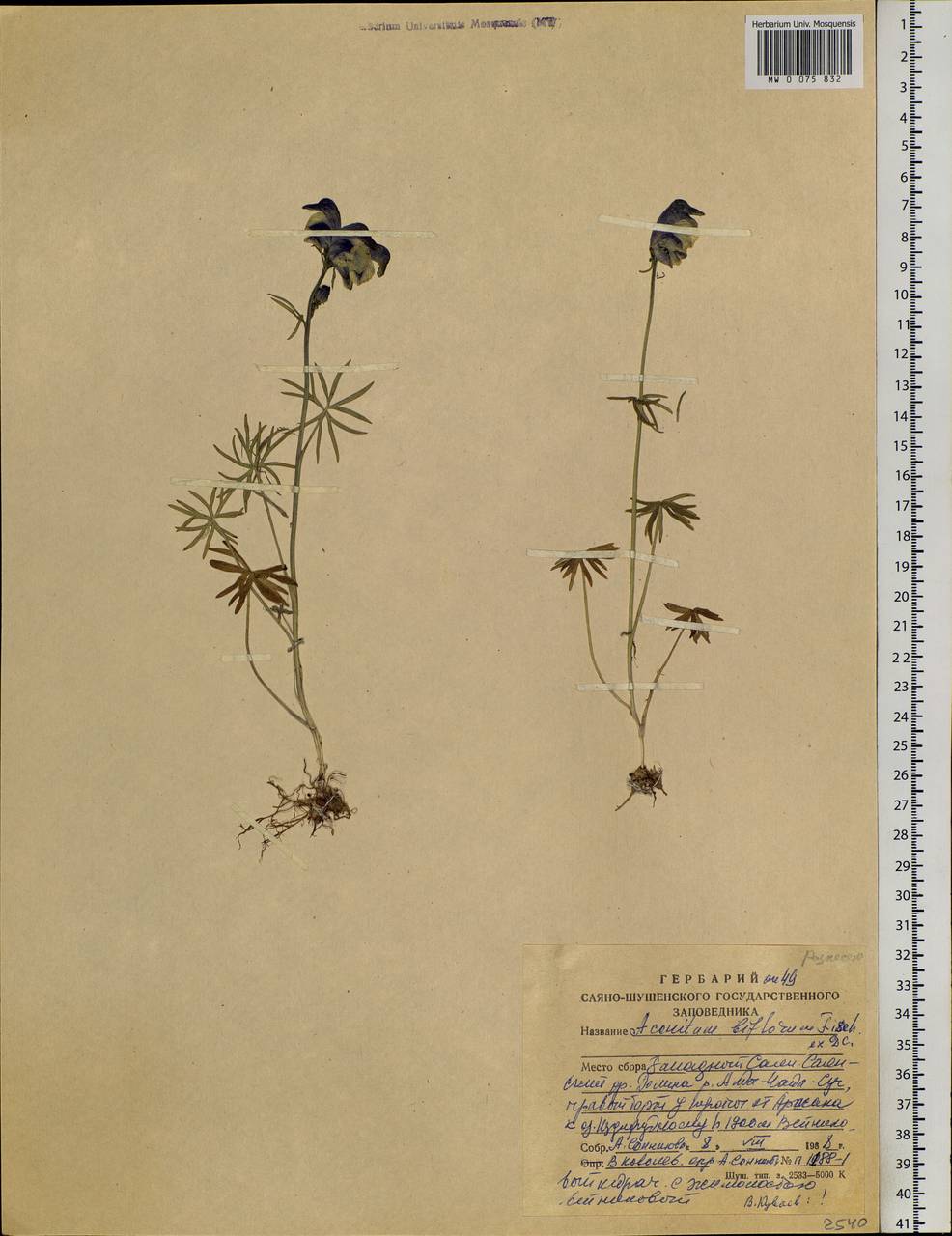 Aconitum biflorum Fisch. ex DC., Siberia, Altai & Sayany Mountains (S2) (Russia)