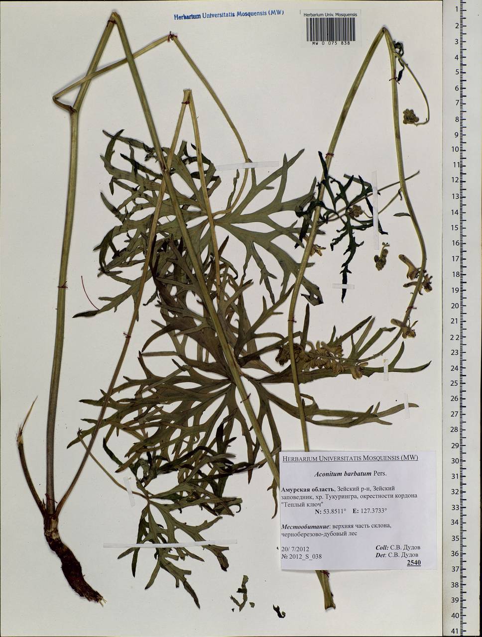 Aconitum barbatum Pers., Siberia, Russian Far East (S6) (Russia)