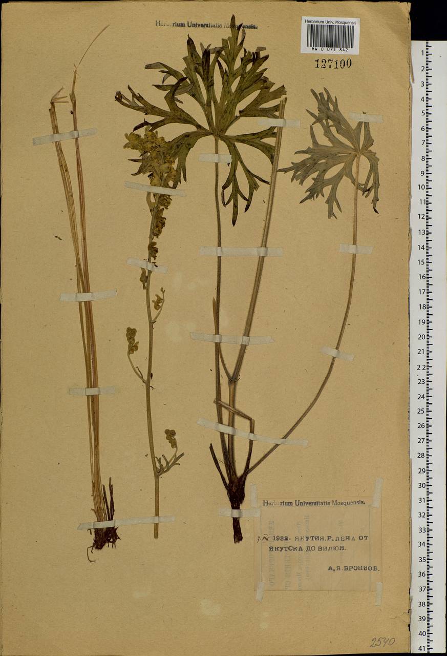 Aconitum barbatum Pers., Siberia, Yakutia (S5) (Russia)