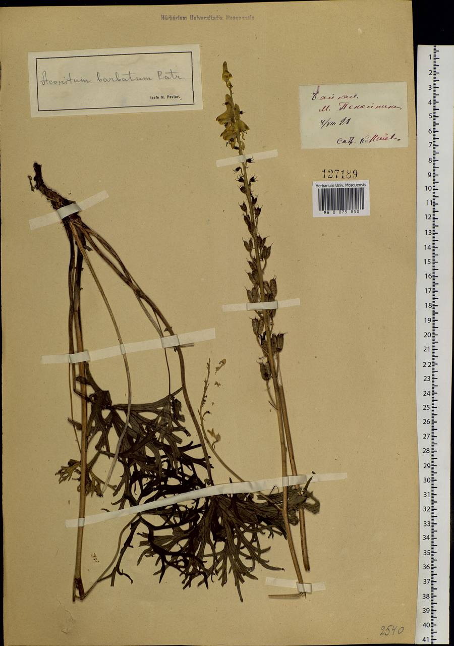 Aconitum barbatum Pers., Siberia, Baikal & Transbaikal region (S4) (Russia)