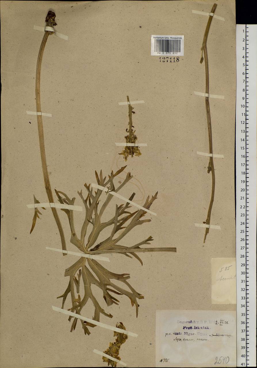 Aconitum barbatum Pers., Siberia, Baikal & Transbaikal region (S4) (Russia)