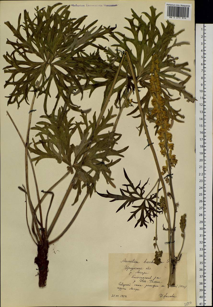 Aconitum barbatum Patrin ex Pers., Siberia, Baikal & Transbaikal region (S4) (Russia)