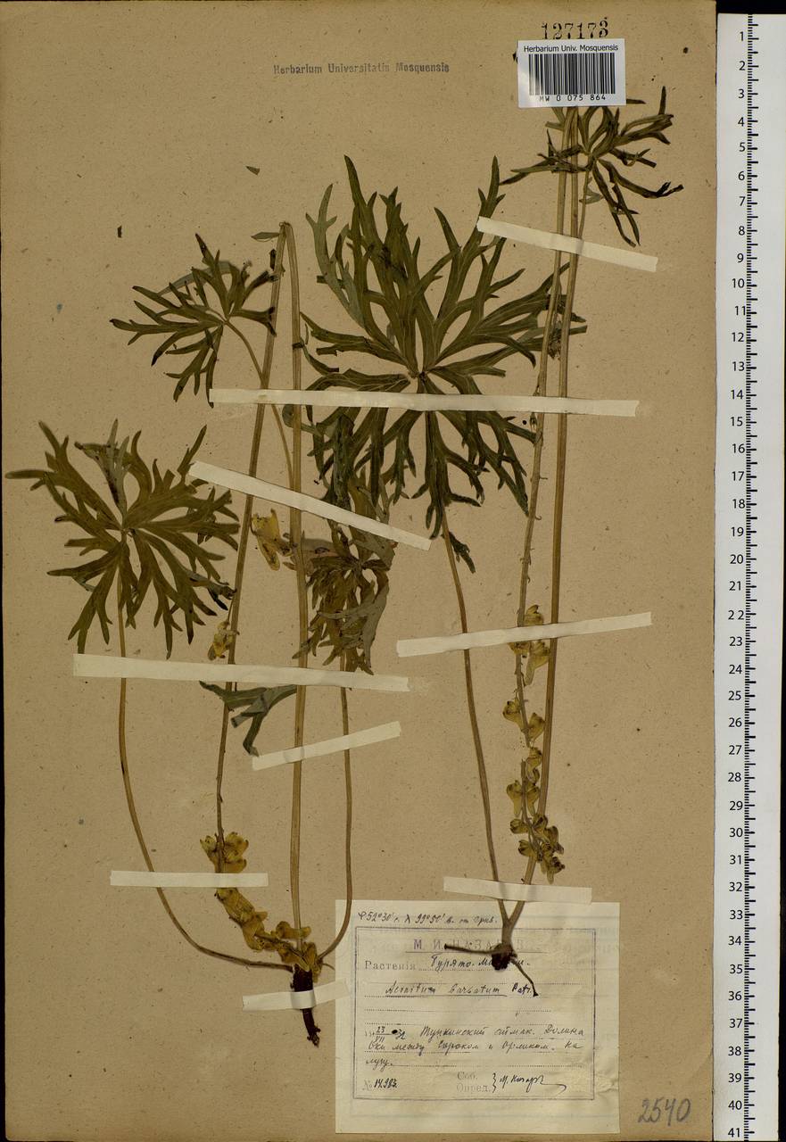 Aconitum barbatum Pers., Siberia, Baikal & Transbaikal region (S4) (Russia)