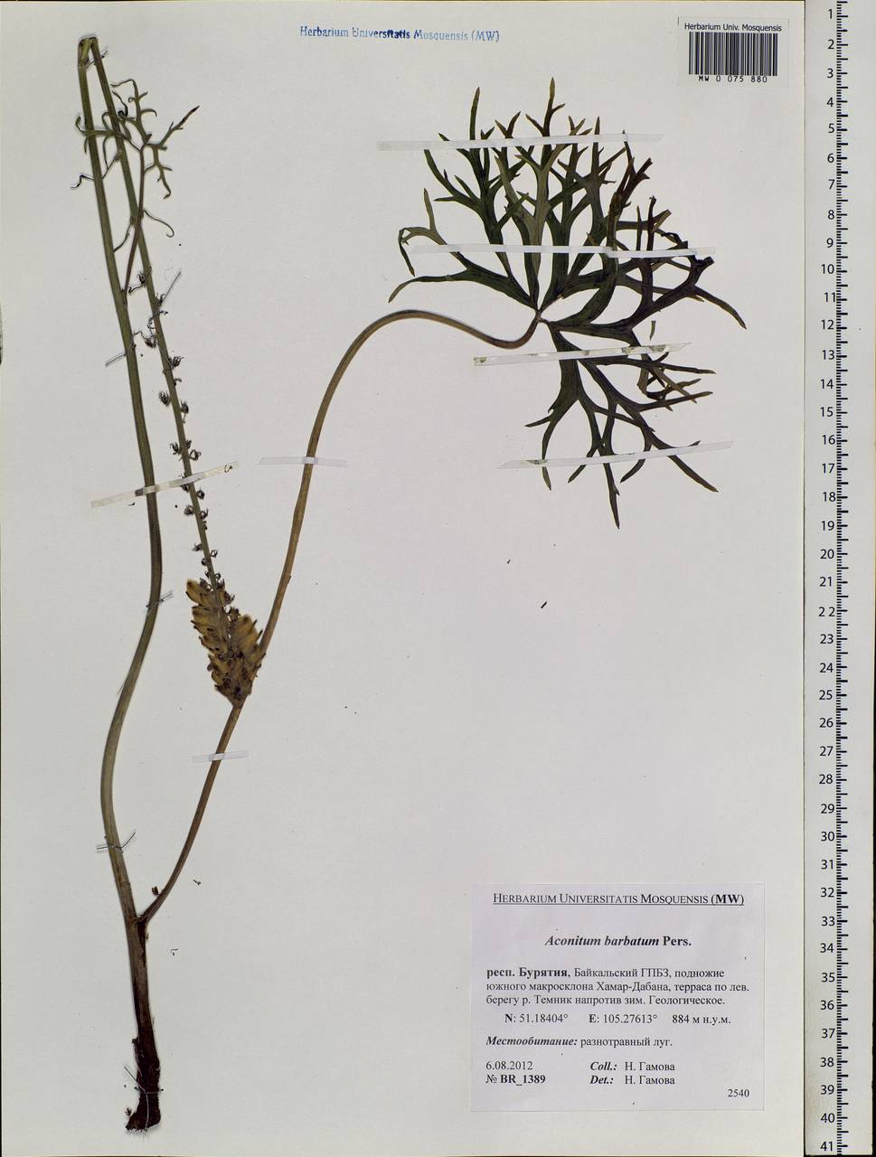 Aconitum barbatum Pers., Siberia, Baikal & Transbaikal region (S4) (Russia)