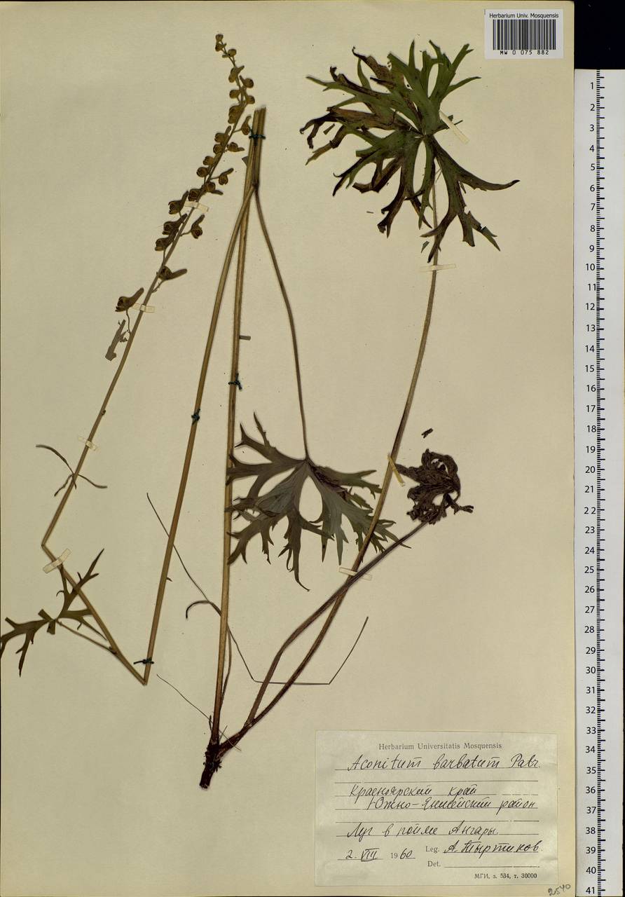 Aconitum barbatum Pers., Siberia, Central Siberia (S3) (Russia)