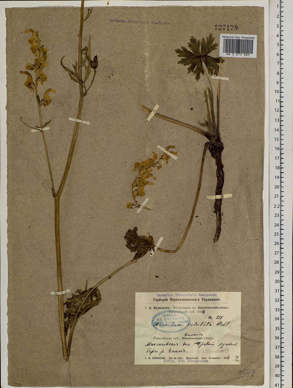 Aconitum barbatum Pers., Siberia, Central Siberia (S3) (Russia)