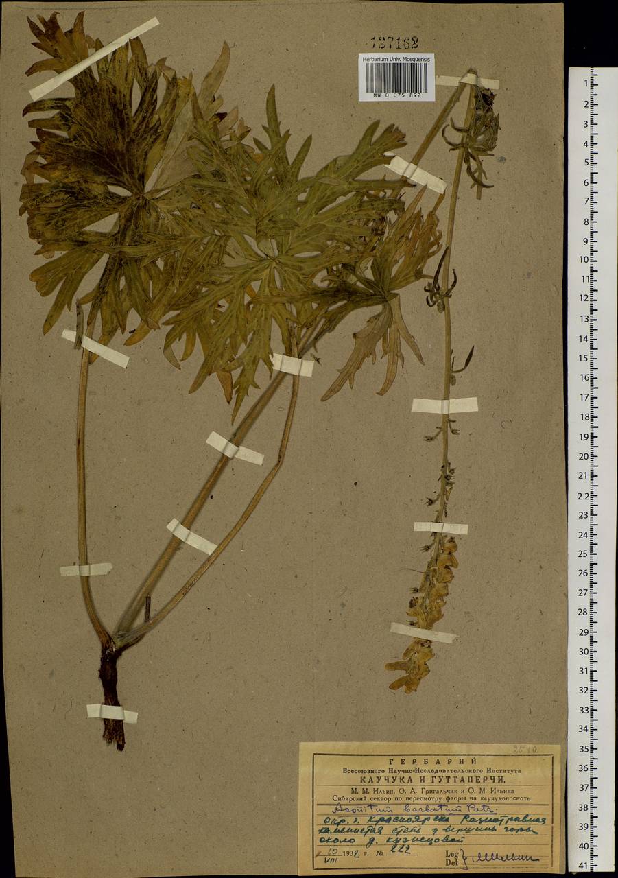 Aconitum barbatum Patrin ex Pers., Siberia, Central Siberia (S3) (Russia)