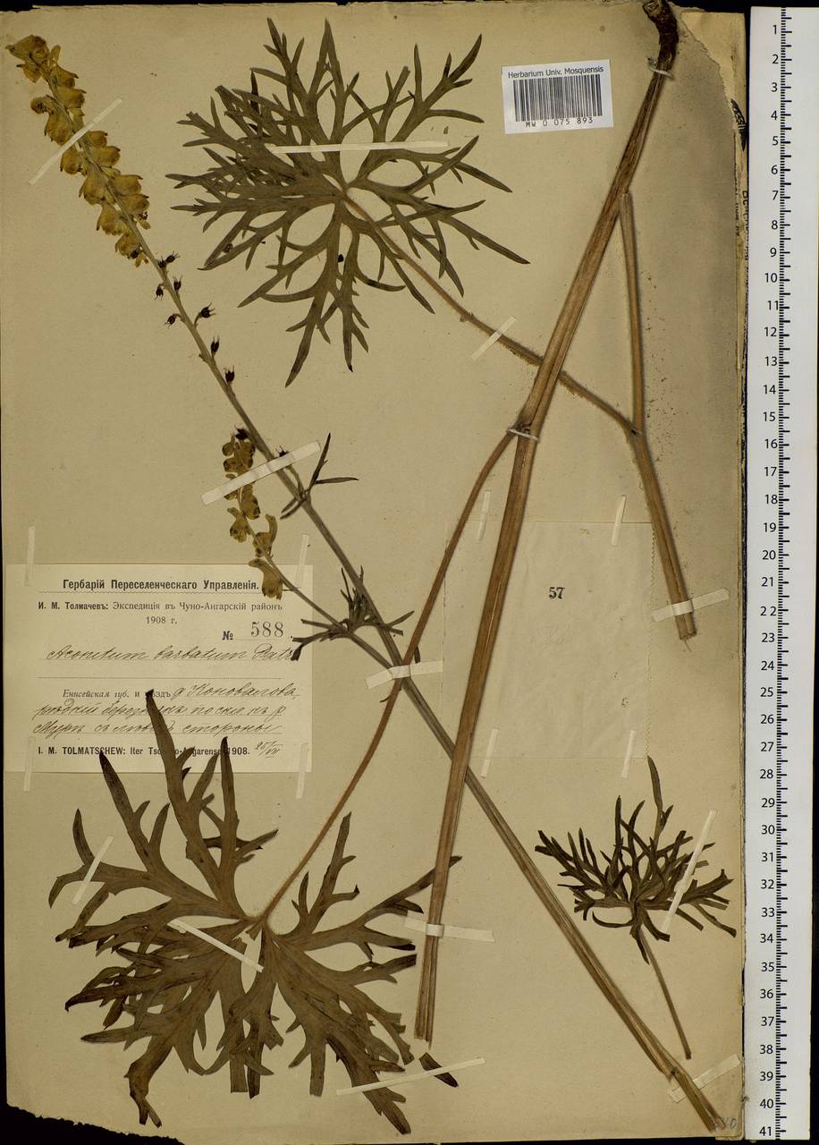 Aconitum barbatum Patrin ex Pers., Siberia, Baikal & Transbaikal region (S4) (Russia)