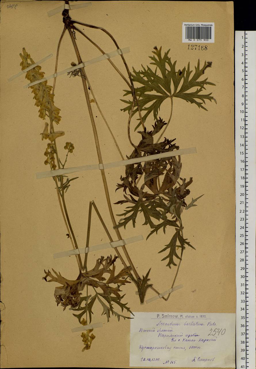 Aconitum barbatum Pers., Siberia, Western (Kazakhstan) Altai Mountains (S2a) (Kazakhstan)