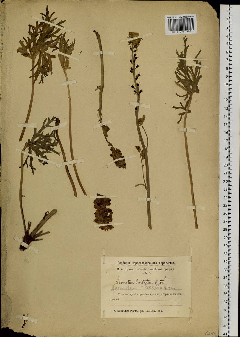 Aconitum barbatum Patrin ex Pers., Siberia, Altai & Sayany Mountains (S2) (Russia)