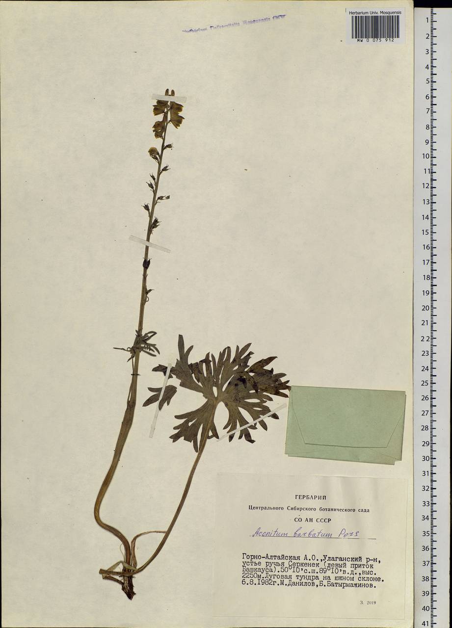 Aconitum barbatum Pers., Siberia, Altai & Sayany Mountains (S2) (Russia)