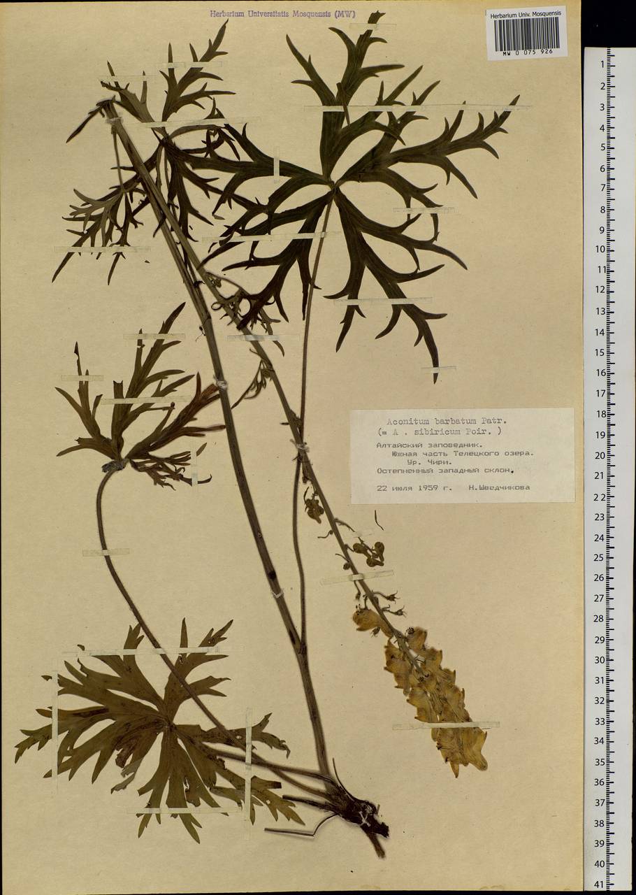 Aconitum barbatum Pers., Siberia, Altai & Sayany Mountains (S2) (Russia)