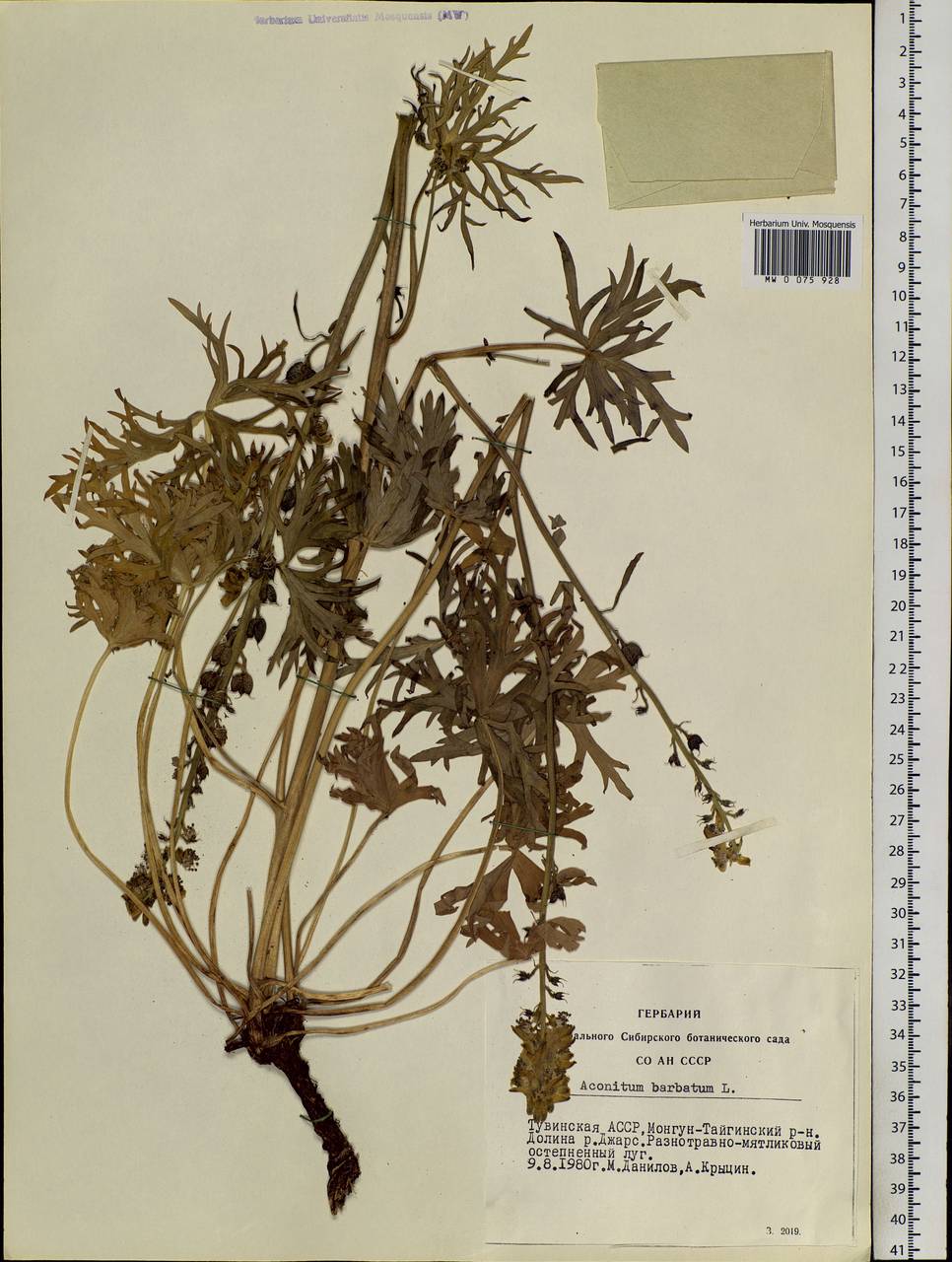 Aconitum barbatum Pers., Siberia, Altai & Sayany Mountains (S2) (Russia)