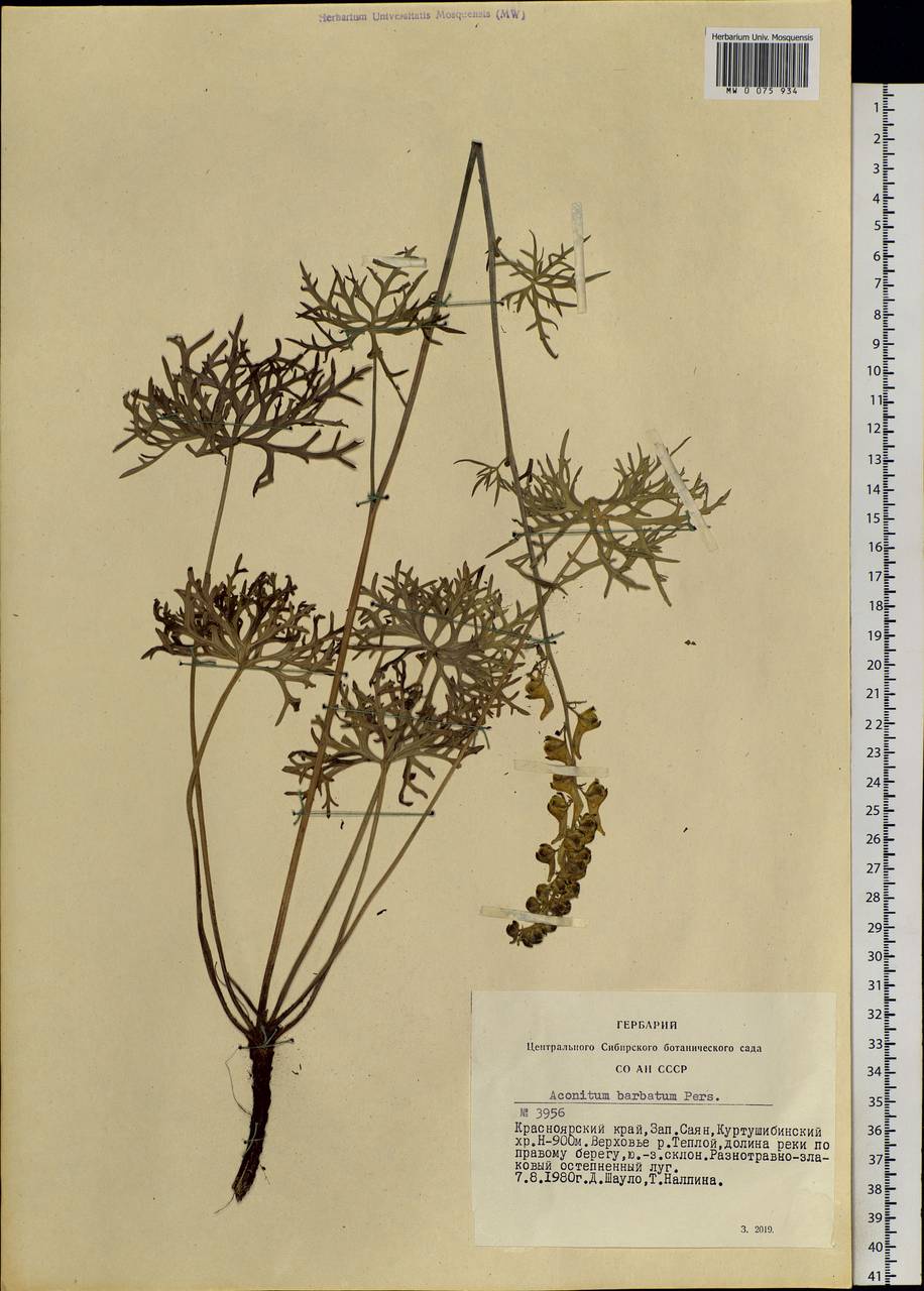 Aconitum barbatum Patrin ex Pers., Siberia, Altai & Sayany Mountains (S2) (Russia)