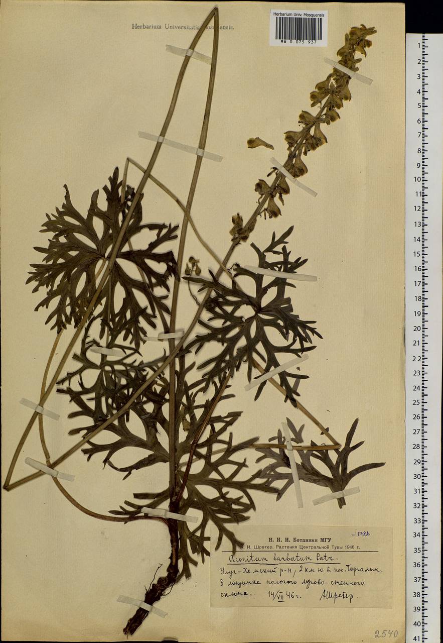 Aconitum barbatum Patrin ex Pers., Siberia, Altai & Sayany Mountains (S2) (Russia)