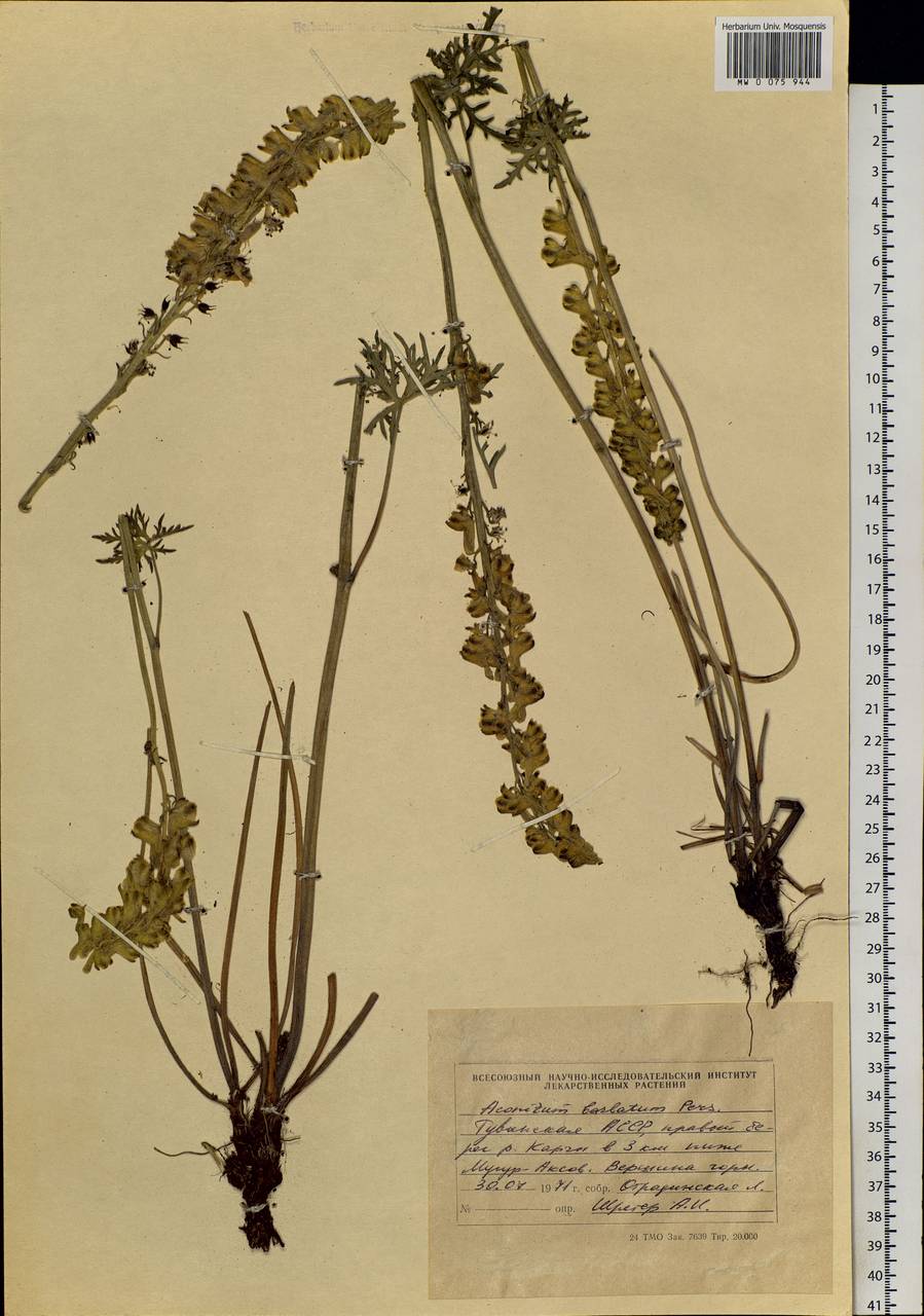 Aconitum barbatum Patrin ex Pers., Siberia, Altai & Sayany Mountains (S2) (Russia)