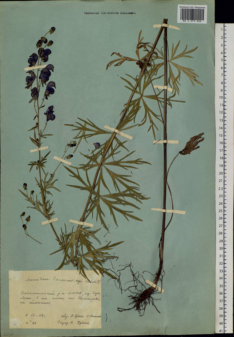 Aconitum ambiguum subsp. baicalense (Turcz. ex Rapaics) Vorosch., Siberia, Yakutia (S5) (Russia)