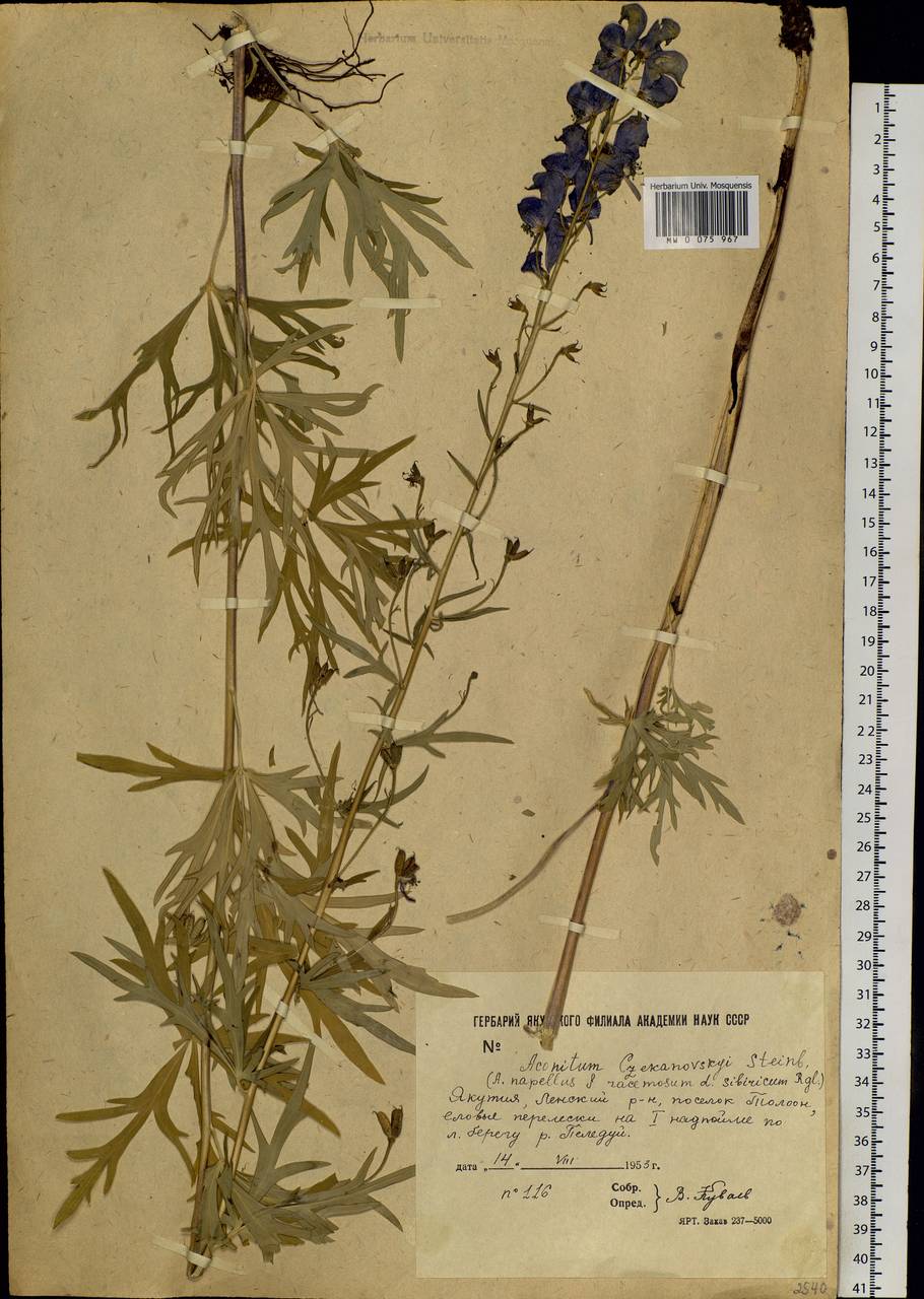 Aconitum ambiguum subsp. baicalense (Turcz. ex Rapaics) Vorosch., Siberia, Yakutia (S5) (Russia)