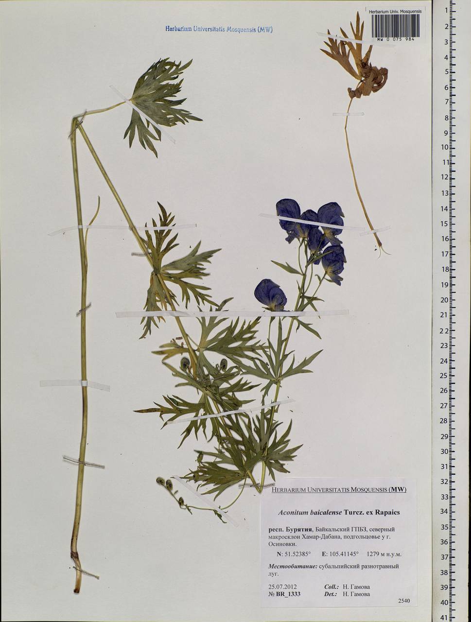 Aconitum ambiguum subsp. baicalense (Turcz. ex Rapaics) Vorosch., Siberia, Baikal & Transbaikal region (S4) (Russia)