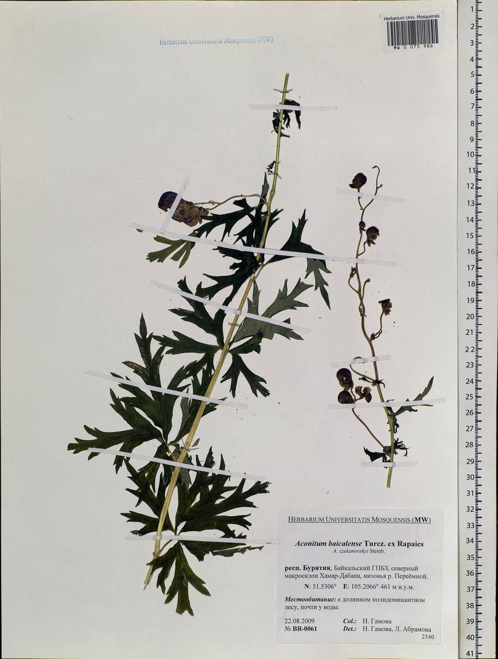 Aconitum ambiguum subsp. baicalense (Turcz. ex Rapaics) Vorosch., Siberia, Baikal & Transbaikal region (S4) (Russia)