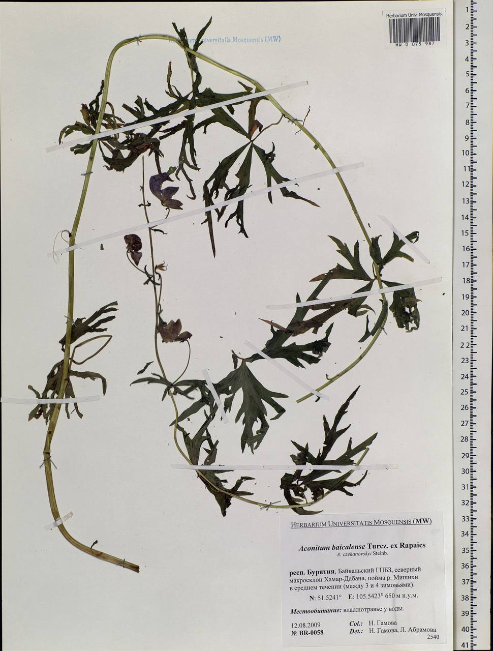 Aconitum ambiguum subsp. baicalense (Turcz. ex Rapaics) Vorosch., Siberia, Baikal & Transbaikal region (S4) (Russia)