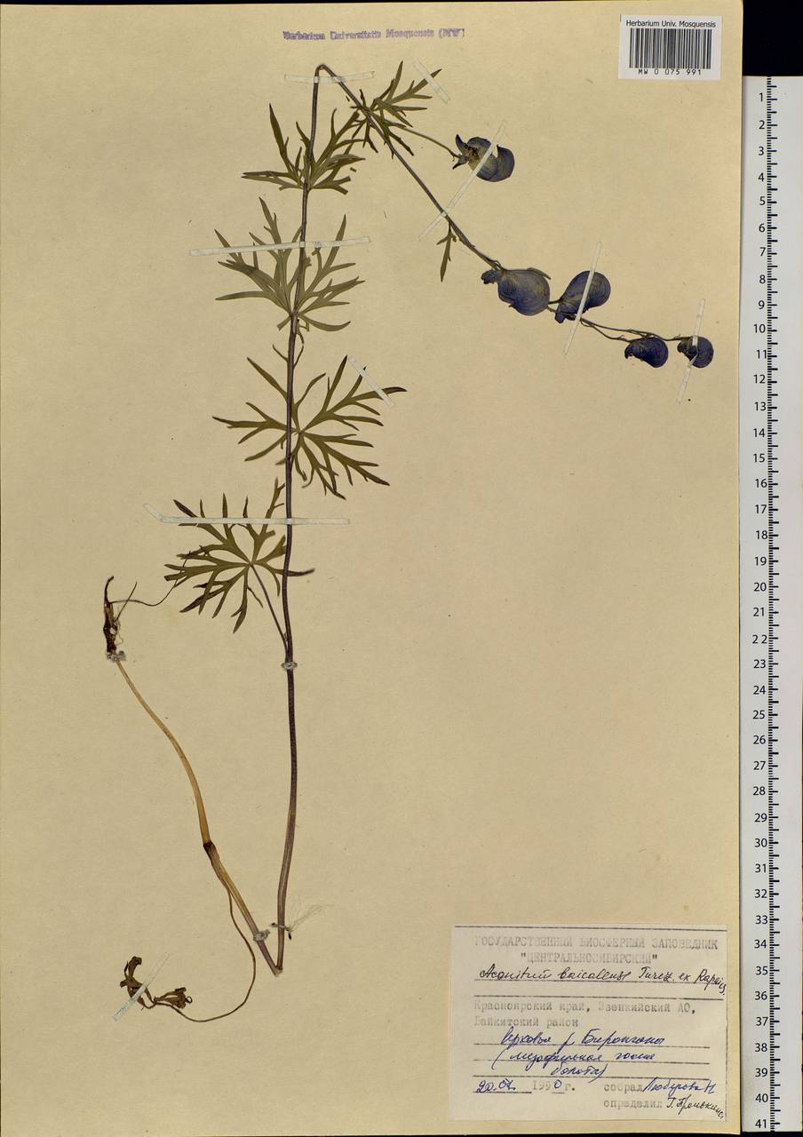 Aconitum ambiguum subsp. baicalense (Turcz. ex Rapaics) Vorosch., Siberia, Central Siberia (S3) (Russia)
