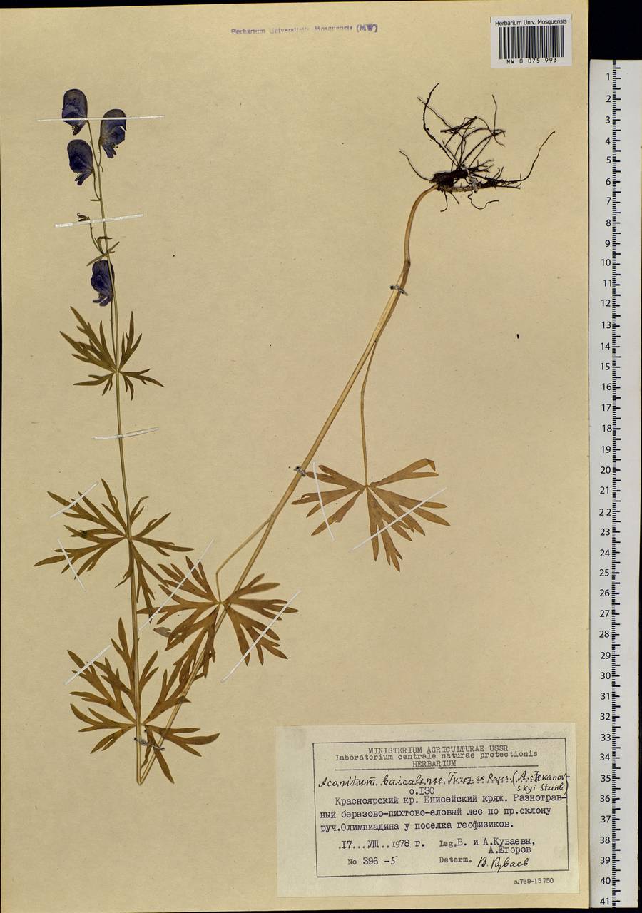 Aconitum ambiguum subsp. baicalense (Turcz. ex Rapaics) Vorosch., Siberia, Central Siberia (S3) (Russia)